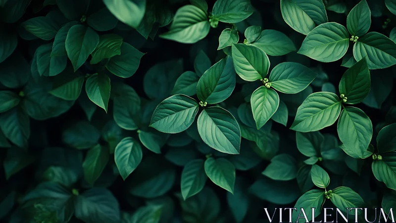 Lush green leaves form a tranquil, richly layered canopy.