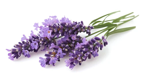 Fresh Lavender Sprigs Against White Background