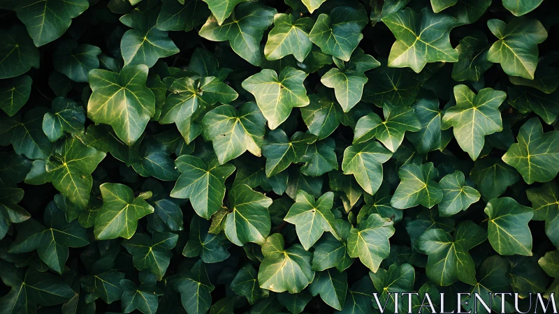 Dense ivy foliage forms a uniform, textural green canopy