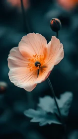 Peach-toned flower bloom with orange stamens displayed in selective focus composition.