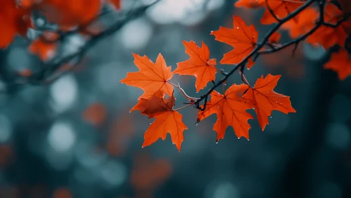 Scarlet maple leaves in crisp bokeh forest atmosphere.