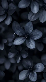 Monochromatic Floral Study: Delicate Five-Petaled Blooms in Deep Shadows.