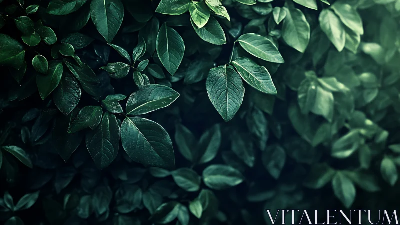 Glossy green leaves form dense hedge with moody lighting