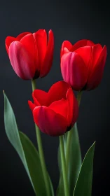 Three red tulips with vibrant petals against dark background