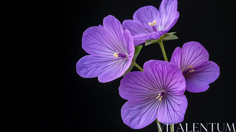 Purple Geranium Petals Against Black Background Studio Shot.