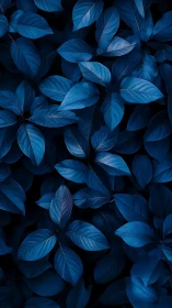 Monochromatic indigo foliage forms a dense, low key botanical field