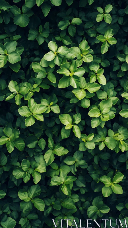 Leafy green chorus weaving a lush, quiet forest carpet.