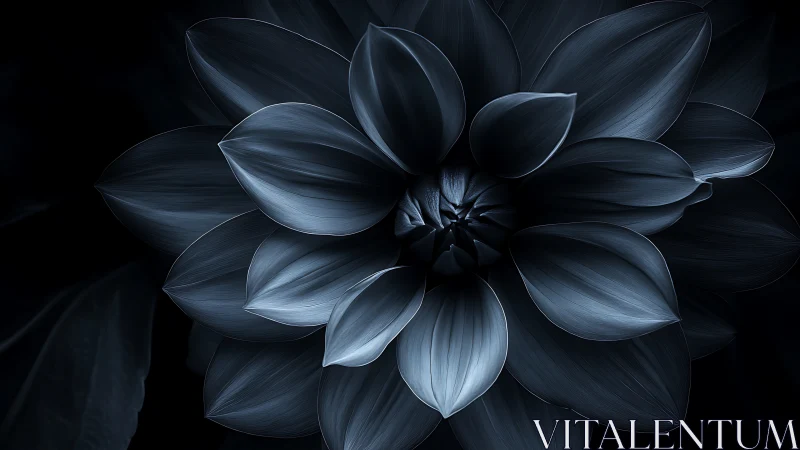 Monochromatic Dahlia Blossom: Dramatic Nocturnal Study.