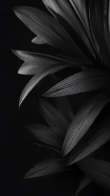 Monochrome foliage curves in dramatic low key study.