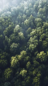 Misty Forest Canopy: Nature's Emerald Tapestry.