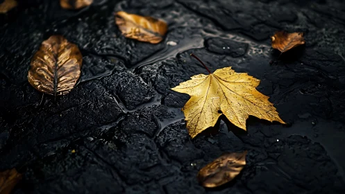 Wet pavement with yellow autumn leaf in sharp focus.