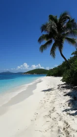 Tropical Beach with Palm Tree and Clear Turquoise Waters.