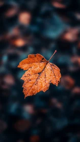 Single wet autumn leaf is isolated against blurred background