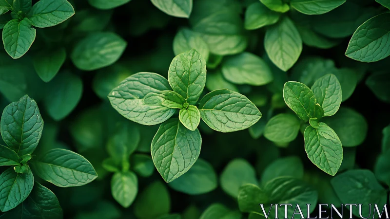 Sunlit mint leaves in dense garden cluster closeup view.