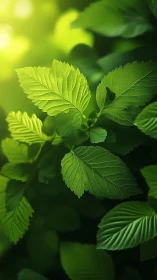 Macro study of serrated green leaves under diffuse backlight