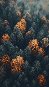 Aerial Forest Composition: Golden Deciduous Trees Against Coniferous Canopy.