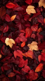 Crimson autumn leaves create a cozy carpet of rich color