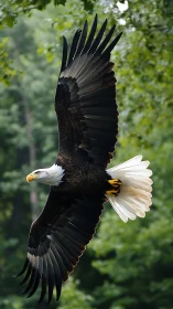 Majestic bald eagle glides through lush green forest air.