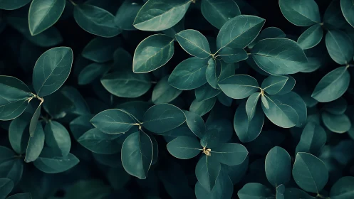Overhead view of dense dark green elliptical leaves cluster.