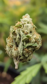 Close-up macro view of frosty cannabis flower bud.