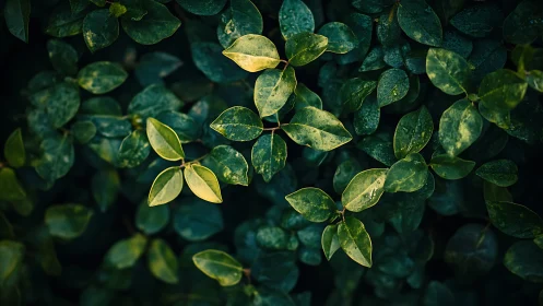 Sunlit green leaves form dense textured foliage pattern