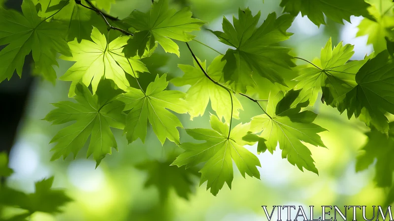 Sunlit green maple leaves create bright layered canopy