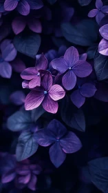 Purple Hydrangea Blossoms Under Nocturnal Lighting