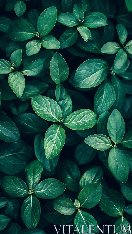 Dense glossy green leaves form structured natural pattern