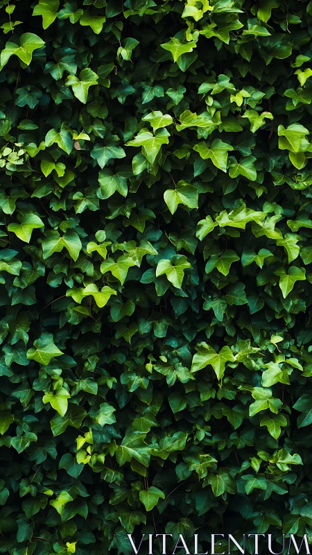 Dense ivy foliage forms a continuous botanical surface study
