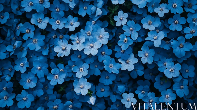 Cerulean Dreams: Thousand Petals Dancing in Azure Abundance.