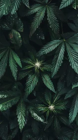 Lush dark green foliage with emerging star-shaped buds.