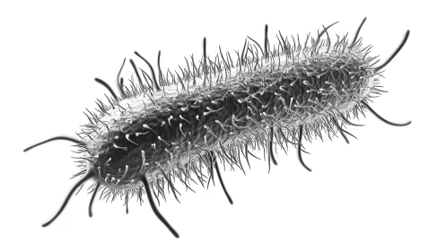 Highly detailed 3D illustration of rod-shaped bacterium with flagella.