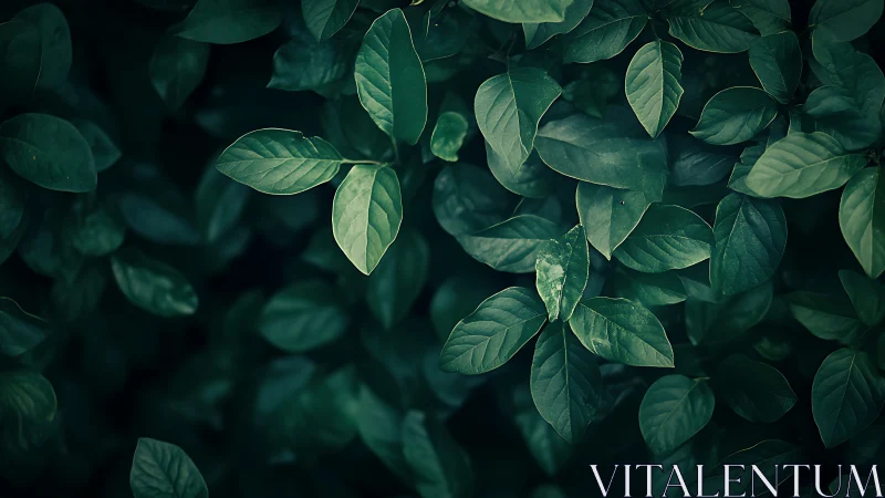 Midnight leaf chorus whispering in cool emerald hush.