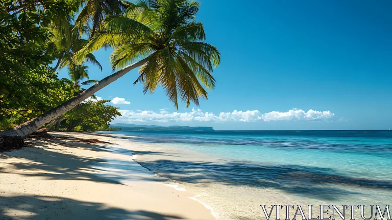 Tropical Coastal Beach with Palm Trees and Clear Ocean Waters