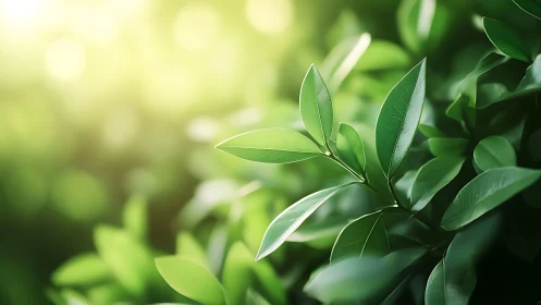 Sunlit Green Leaves in Soft Focus Nature Photography.