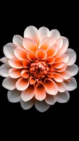 Luminous Dahlia Bloom: Radial Petal Gradient Composition.