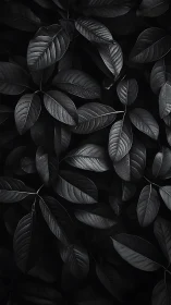 Monochrome foliage study isolates glossy leaves in low key