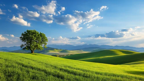 Solitary tree crowns luminous rolling spring hills. Period.