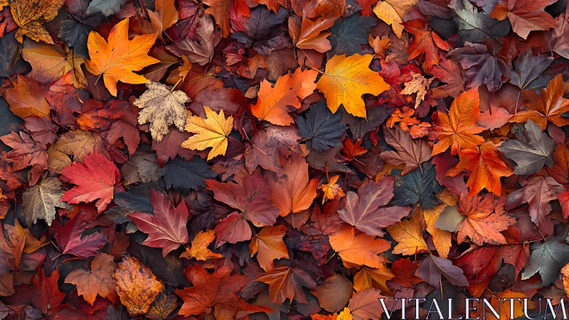 Maple confetti blankets the forest floor in blazing chorus
