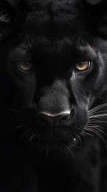 Black Panther Portrait Against Dark Background.