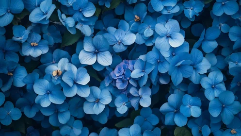 Delicate Blue Hydrangea Blooms in Dense Floral Composition.
