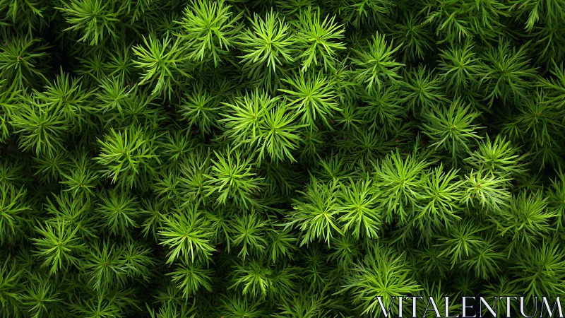 Lush needle-like green foliage forms a dense natural carpet.