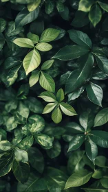 Close view of layered green foliage and glossy leaves.