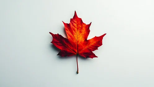 High-key macro study of red maple leaf on minimal backdrop