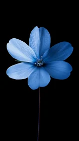 Blue Cosmos Flower Specimen with Veined Petals Isolated Against Black Background