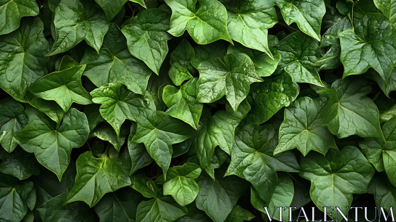Lush ivy leaves form a dense, vibrant natural green backdrop