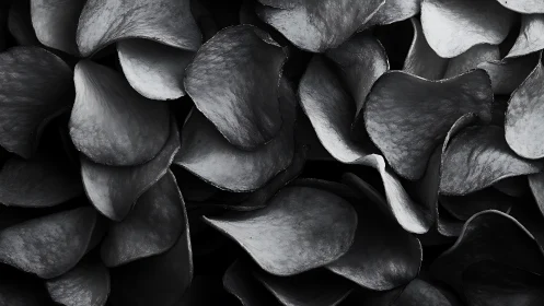 Monochrome closeup of layered rose petals in shadow.