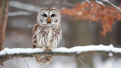 Barred owl perched on snowy branch in winter forest, realistic style.