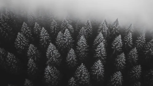 Aerial winter conifer forest receding into atmospheric fog bank