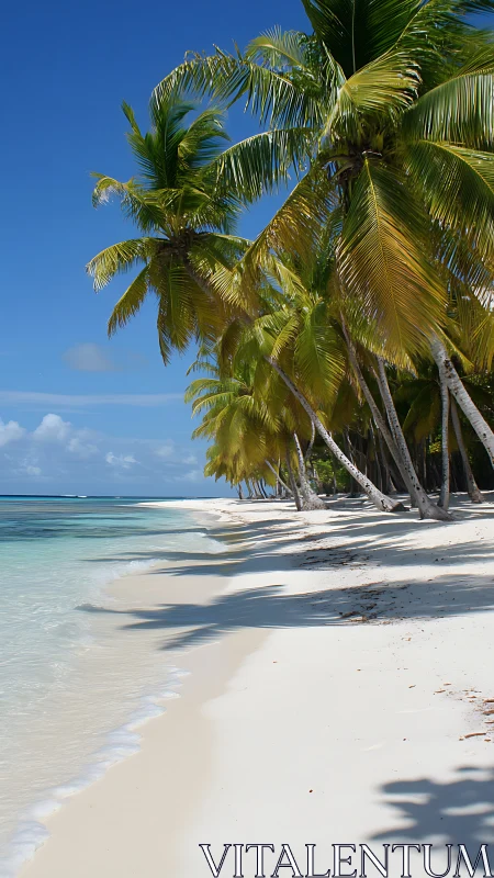 Tropical Beach Paradise. Coconut Palms Cast Shadows on White Sand.